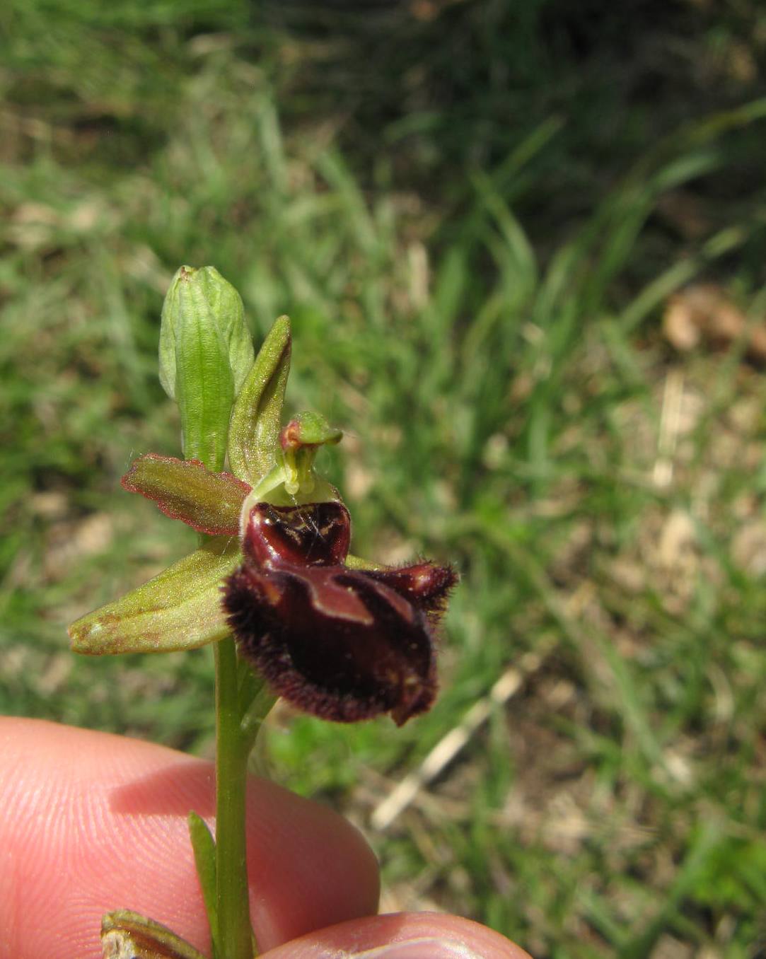 Ophrys incubacea?